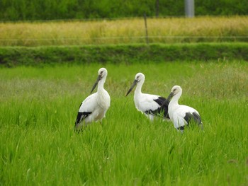 Oriental Stork 京丹後市 峰山 Unknown Date