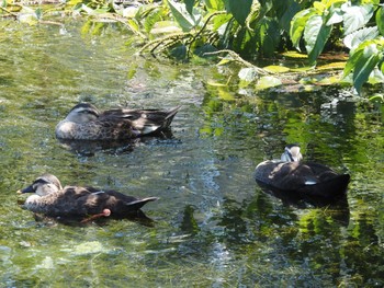 Eastern Spot-billed Duck 井の頭恩賜公園 Fri, 8/20/2021