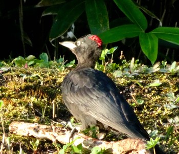 Black Woodpecker 常盤公園 Sat, 8/21/2021