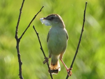 セッカ 秋ヶ瀬公園付近 2021年8月20日(金)