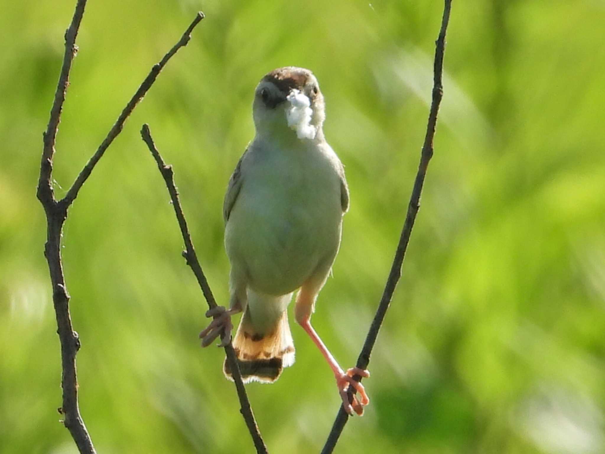 秋ヶ瀬公園付近 セッカの写真