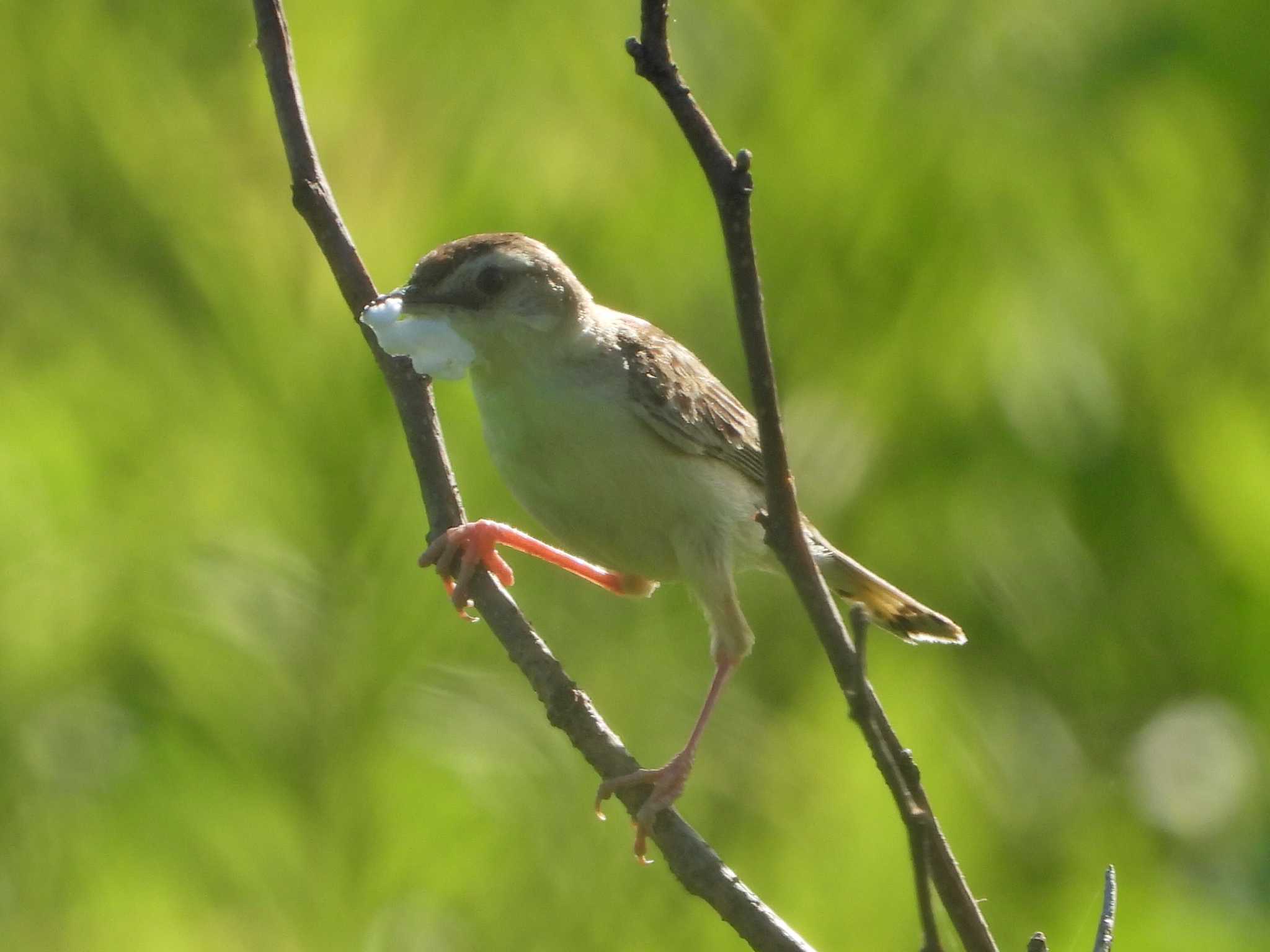 秋ヶ瀬公園付近 セッカの写真