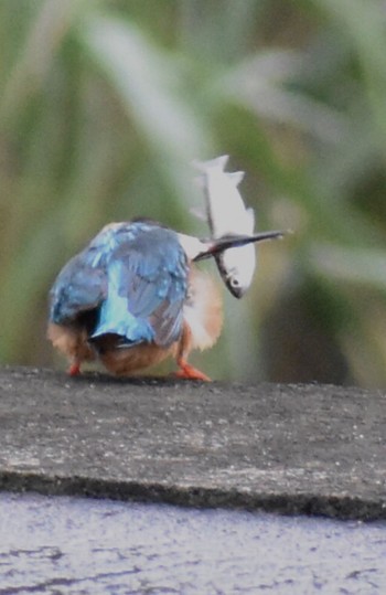 カワセミ 須崎調整池 2021年8月19日(木)