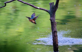 カワセミ 薬師池公園 2021年8月21日(土)