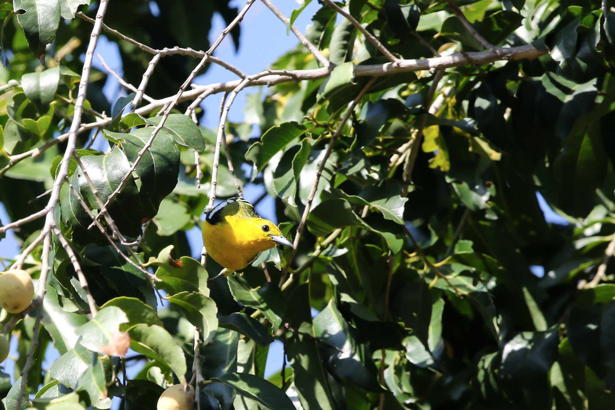 Photo of Common Iora at Phraya Nakhon Cave by Trio