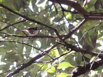 2021年8月20日(金) 青梅丘陵の野鳥観察記録