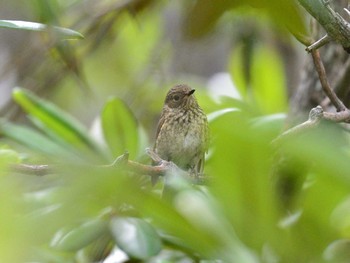 Red-flanked Bluetail 富士山御中道 Sun, 7/18/2021