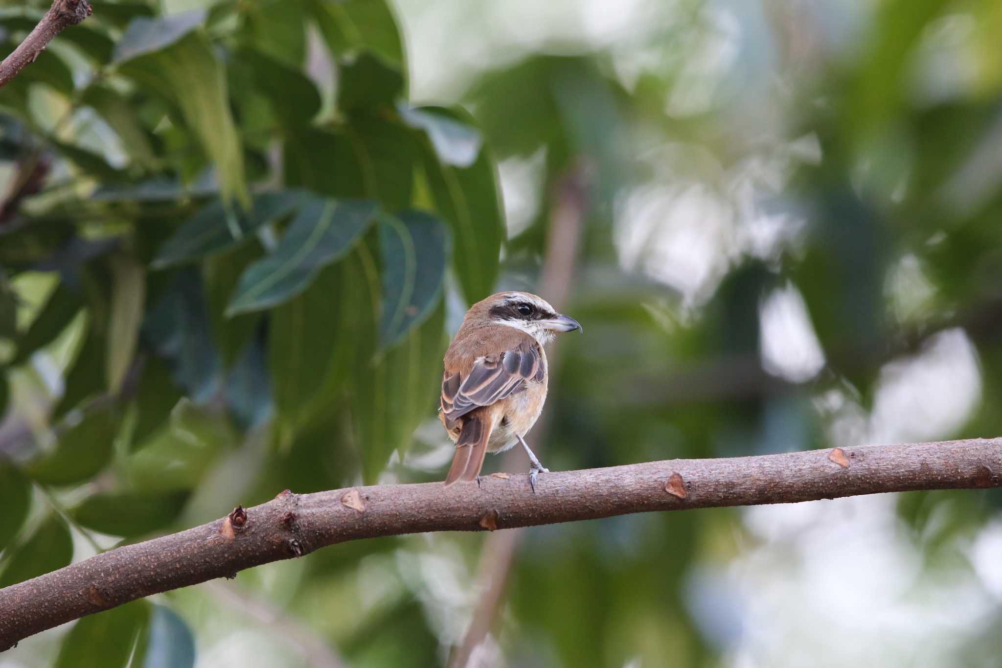 Photo of Brown Shrike at Chatuchak Park by Trio