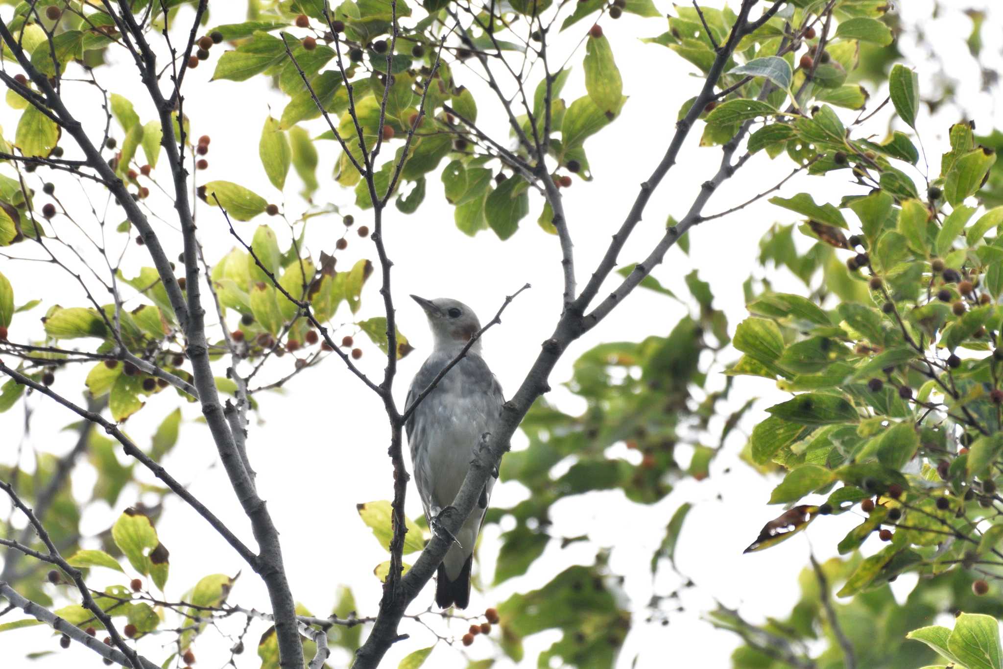 長浜公園 コムクドリの写真