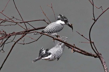 Crested Kingfisher 神奈川県 Sat, 4/8/2017