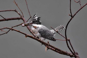 Crested Kingfisher 神奈川県 Sat, 4/8/2017