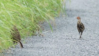 2021年8月21日(土) 埼玉県の野鳥観察記録