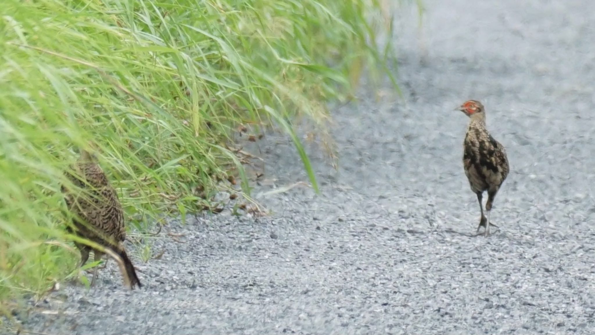 埼玉県 キジの写真