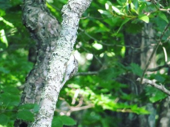 キバシリ 本別公園(北海道中川郡) 2021年8月21日(土)