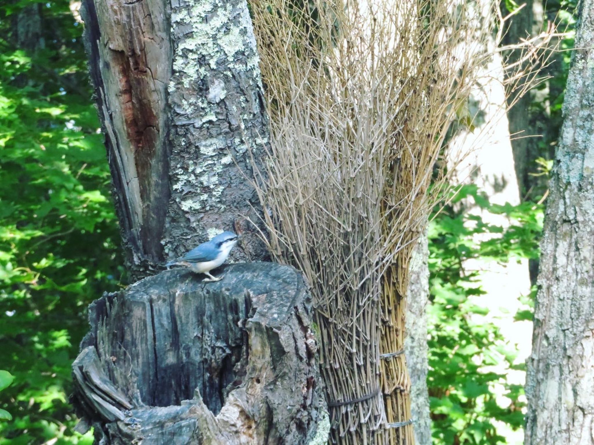 本別公園(北海道中川郡) シロハラゴジュウカラの写真