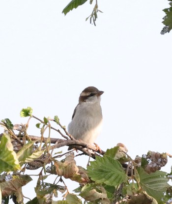 Sakhalin Leaf Warbler 茨戸川緑地 Thu, 8/19/2021