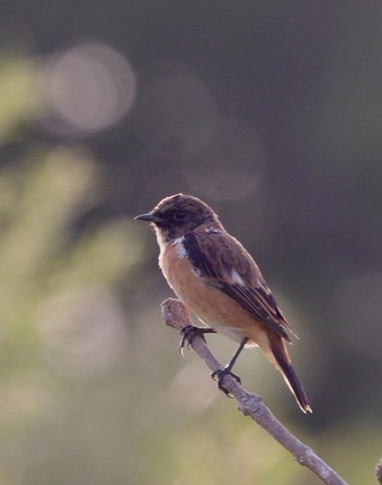 Amur Stonechat 茨戸川緑地 Fri, 8/20/2021