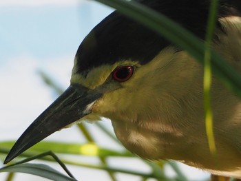 ゴイサギ 都立公園 2021年8月21日(土)