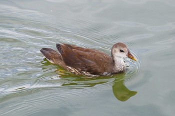 2021年8月21日(土) 都立浮間公園の野鳥観察記録