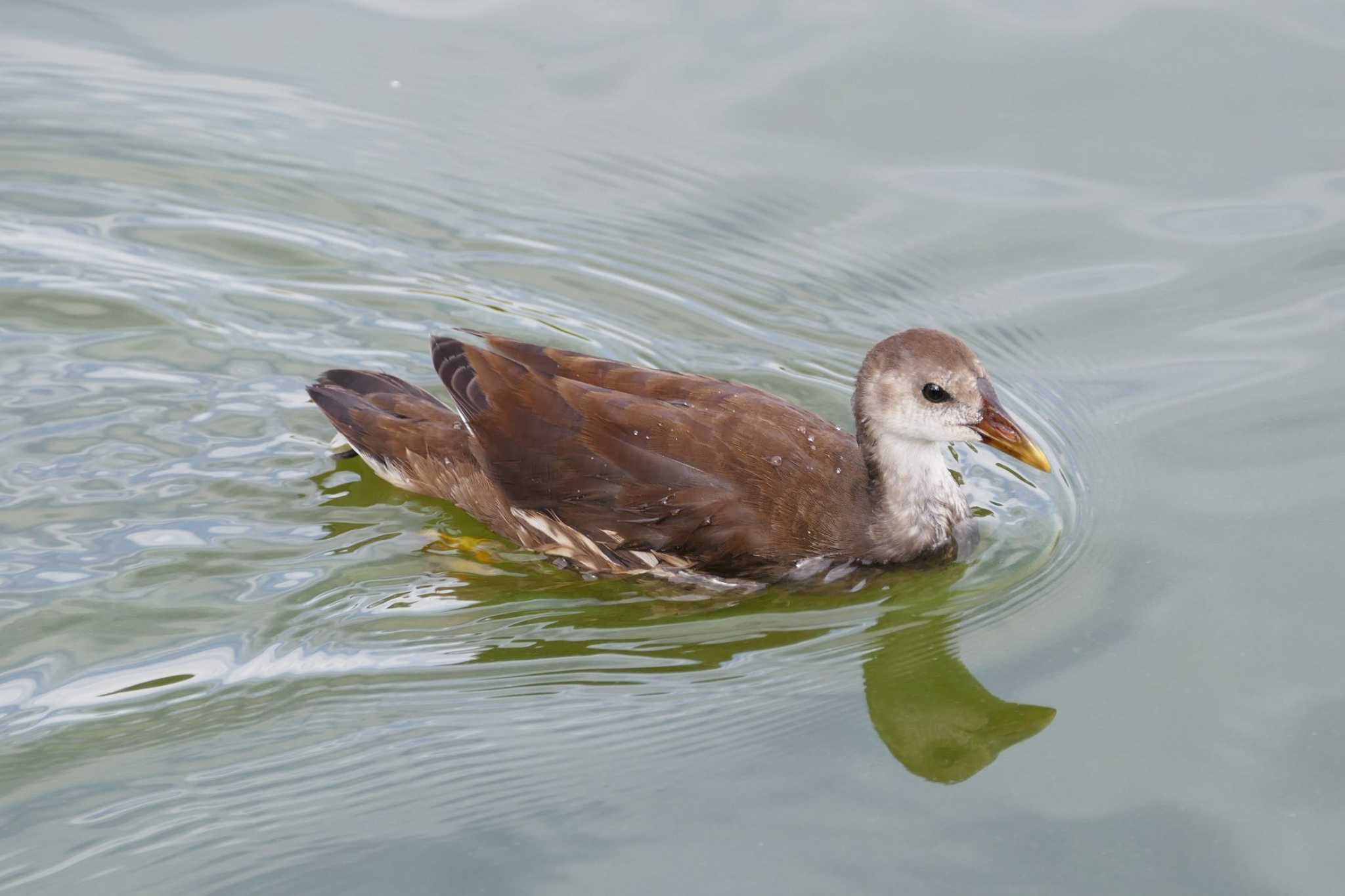 Photo of Common Moorhen at Ukima Park by アカウント5509