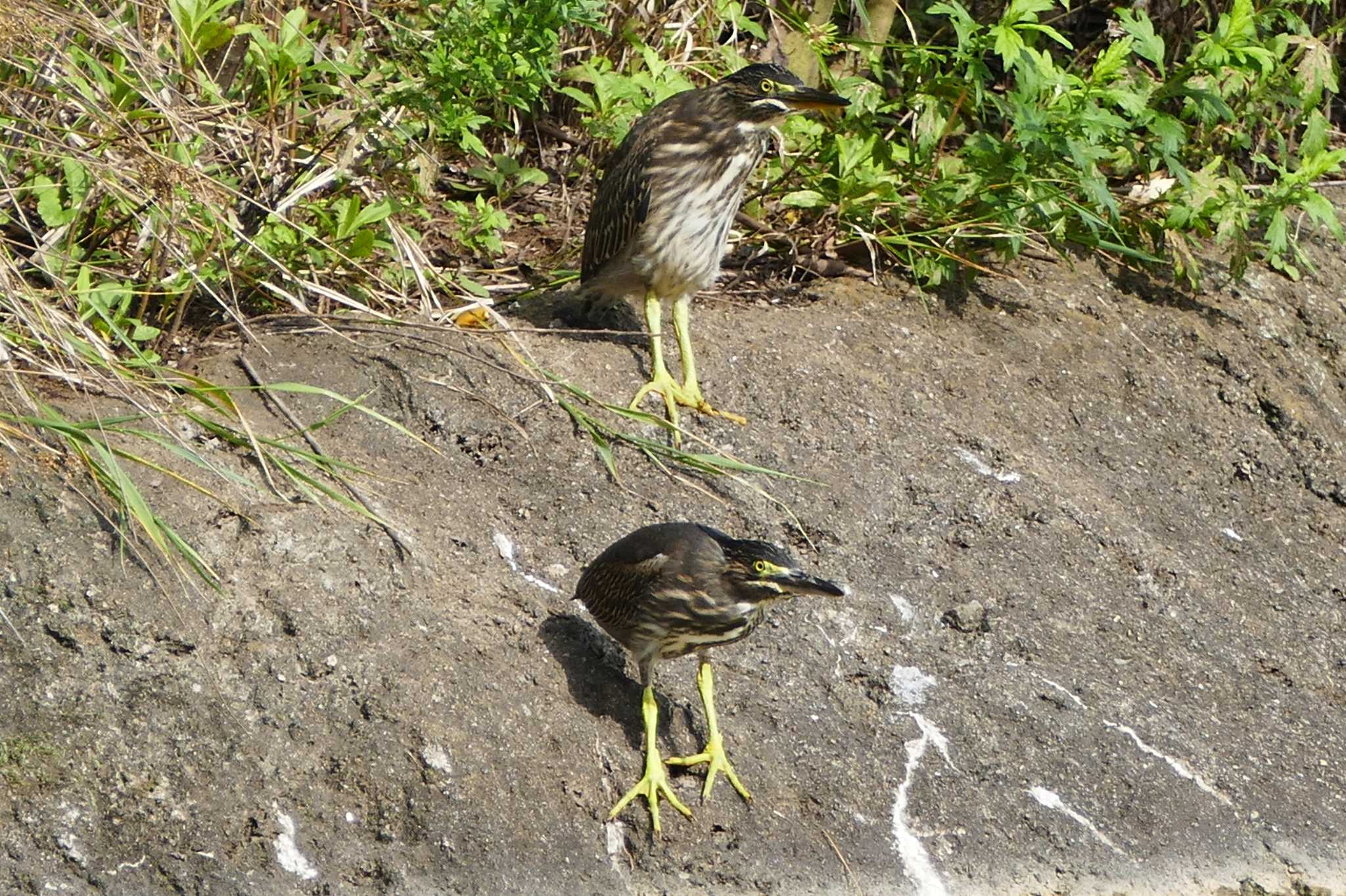 Striated Heron