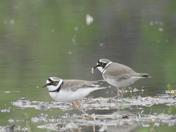 Little Ringed Plover 京都府 宇治田原町 Unknown Date