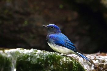 Blue-and-white Flycatcher Unknown Spots Sat, 8/21/2021