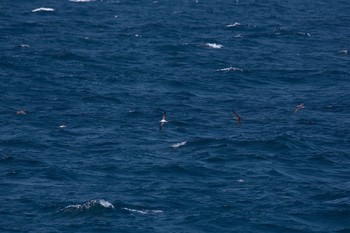 オオミズナギドリ 城ヶ島 2017年4月5日(水)