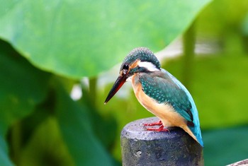 カワセミ 薬師池公園 2021年8月21日(土)