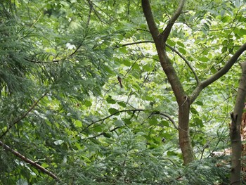 Black Paradise Flycatcher 八王子城跡 Sat, 8/21/2021