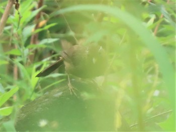 ガビチョウ 羽村堰 2021年8月21日(土)