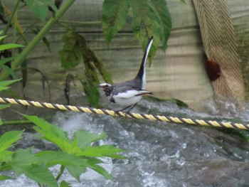 Japanese Wagtail 羽村堰 Sat, 8/21/2021