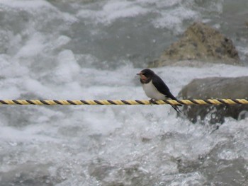 Barn Swallow 羽村堰 Sat, 8/21/2021