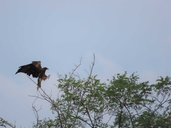 Black Kite 羽村堰 Sat, 8/21/2021