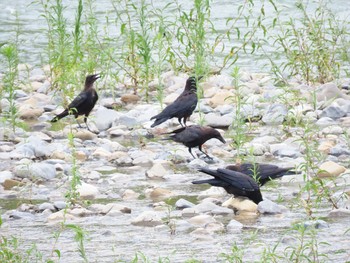 Carrion Crow 羽村堰 Sat, 8/21/2021