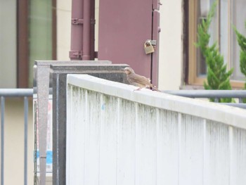 Brown-eared Bulbul 羽村堰 Sat, 8/21/2021