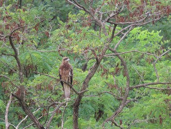 Black Kite 羽村堰 Sat, 8/21/2021