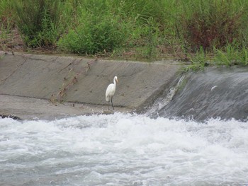 Great Egret 羽村堰 Sat, 8/21/2021