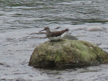 Green Sandpiper 羽村堰 Sat, 8/21/2021