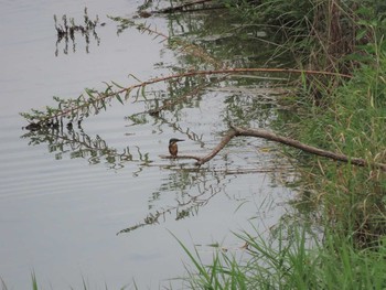 Common Kingfisher 羽村堰 Sat, 8/21/2021