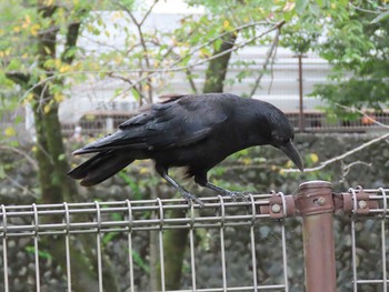 Carrion Crow 羽村堰 Sat, 8/21/2021