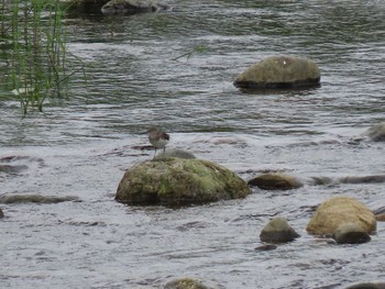 Green Sandpiper 羽村堰 Sat, 8/21/2021