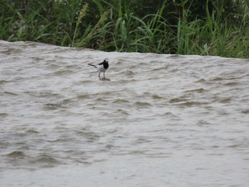 Japanese Wagtail 羽村堰 Sat, 8/21/2021