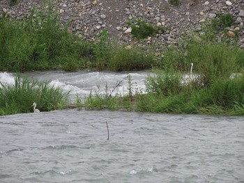 Grey Heron 羽村堰 Sat, 8/21/2021