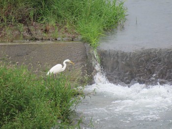 Great Egret 羽村堰 Sat, 8/21/2021