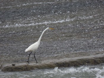 Great Egret 羽村堰 Sat, 8/21/2021