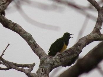 ミドリカッコウ ザンビア 撮影日未設定