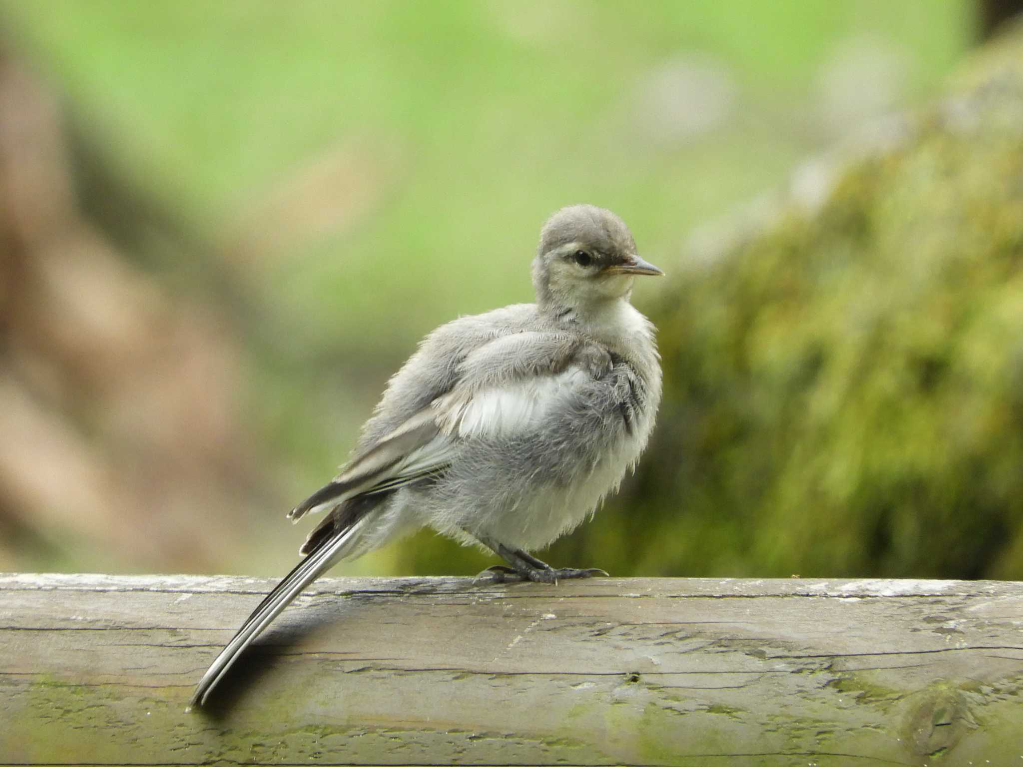 White Wagtail