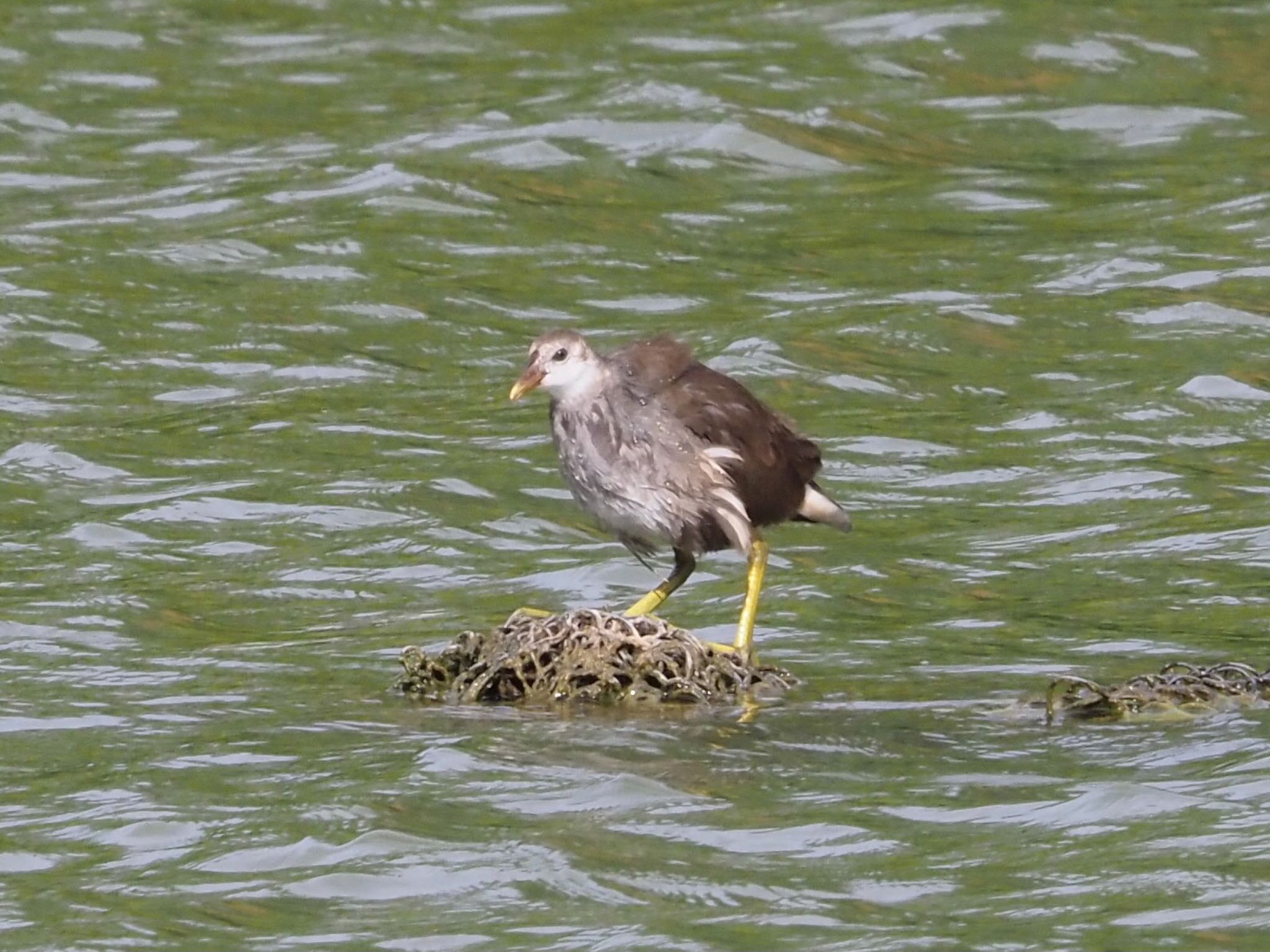 Photo of Common Moorhen at Ukima Park by shu118