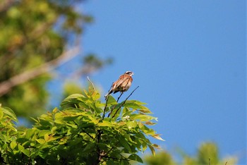 Meadow Bunting 新潟県中越地方 Tue, 6/15/2021